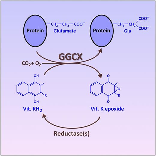 The vitamin (Vit.) K cycle, resulting in the posttranslational conversion of specific glutamate residues on certain target proteins into Gla. This conversion is catalyzed by the endoplasmic reticulum enzyme, GGCX, which utilizes the fully reduced form of vitamin K (KH2) as a cosubstrate. An oxidized form of vitamin K (epoxide), produced as a byproduct of this reaction, is recycled back into fully reduced KH2 by other enzymes (reductases). This recycling of oxidized vitamin K is the portion of the cycle inhibited by warfarin and related drugs. The figure has been adapted from Figure 2B in the article by Tie et al that begins on page 1847.
