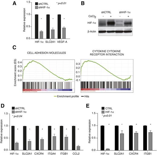 Figure 1. HIF-1α regulates genes involved in chemotaxis and cell adhesion in CLL. (A) Relative expression of HIF-1α and common HIF-1α target genes in MEC-1 cells upon HIF-1α stable silencing (shHIF-1α) with respect to control cells (shCTRL). Data represent mean values ± SEM of 3 independent experiments. (B) Immunoblot of HIF-1α in shHIF-1α and shCTRL MEC-1 cells shows constitutive expression of HIF-1α and downregulation by shRNA both at basal conditions and upon further protein stabilization with CoCl2. Representative experiment of 2 with similar results. (C) Expression of Cell Adhesion Molecules (left panel) and Cytokine-Cytokine Receptor Interaction (right panel) gene sets from the Kyoto Encyclopedia of Genes and Genomes in microarray data from MEC-1 shHIF-1α cells compared with shCTRL cells (respective normalized enrichment score and false discovery rate of 1.98 and 0.008 for shHIF-1α cells and 1.74 and 0.078 for shCTRL cells). The bar-code plot indicates the position of the genes belonging to each gene set on the expression data rank sorted by its association with HIF-1α knockdown, with red and blue colors indicating overexpression and underexpression, respectively, in the HIF-1α-silenced group. (D-E) Downregulation of HIF-1α target genes involved in cell adhesion and cytokine interaction in MEC-1 cells upon independent shHIF-1α-mediated silencing (D) and in primary CLL B cells (n = 10) after electroporation with a control (CTRL) or HIF-1α-targeting oligonucleotide (HIF-1α) (E). Data represent mean values ± SEM of 3 (D) and 10 (E) independent experiments. SEM, standard error of the mean.