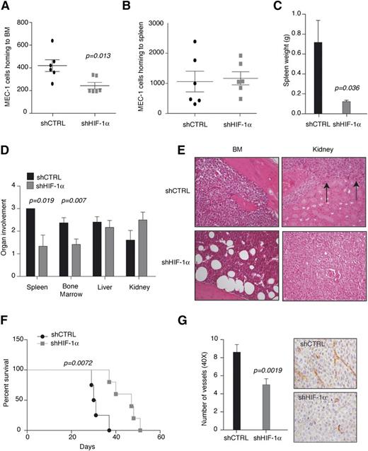 Figure 3. HIF-1α inhibition impairs BM homing and BM and spleen colonization. HIF-1α stable silencing (shHIF-1α) in MEC-1 cells impairs homing to BM (A), but not to the spleen (B) in Rag2−/−γc−/− mice 16 hours after tail vein injection (n = 6). (C) Spleen weight of Rag2−/−γc−/− mice injected with shCTRL and shHIF-1α MEC-1 cells and euthanized when terminally sick (panel F). Data represent mean values ± SEM (n = 6). (D) Histopathological evaluation of organs colonization in mice euthanized when terminally sick. Data represent organ involvement as evaluated by a certified pathologist expressed as mean values ± SEM (n = 6). (E) Representative images (original magnification ×20; hematoxylin and eosin stain) of BM and kidney from Rag2−/−γc−/− mice injected with the indicated cells and euthanized when terminally sick. shCTRL BM is filled with leukemic cells, whereas shHIF-1α BM shows normal architecture. In shCTRL kidney, arrows indicate leukemia involvement, whereas shHIF-1α kidney is filled with leukemic cells. (F) Kaplan-Meier survival curve of Rag2−/−γc−/− mice injected with MEC-1 shCTRL or shHIF-1α cells and euthanized when terminally sick (n = 6). Representative experiment of 2 with similar results. (G) CD31 immunostaining of spleens colonized by MEC-1 shCTRL or shHIF-1α. The graph (left) shows the average number of microvessels per field (original magnification ×40). Data are represented as mean values ± SEM (n = 3). Representative images are shown (right).