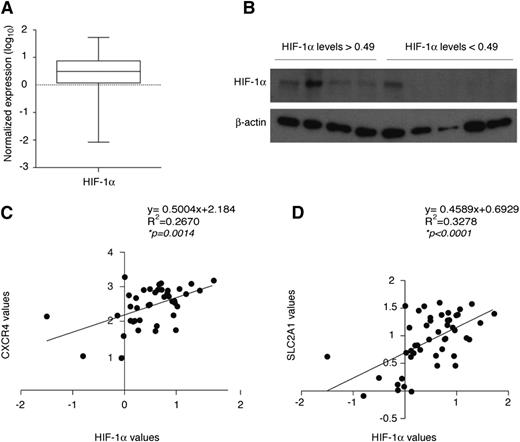 Figure 7. HIF-1α expression is variable and correlates with HIF-1α target genes in CLL patients. (A) Box plot representing mRNA expression levels of HIF-1α in primary CLL B cells (n = 50). Expression was calculated using the 2−ΔCt method relative to 18S expression and expressed as log10. The median value was 0.49. (B) Western blot analysis of HIF-1α in primary CLL B cells expressing HIF-1α mRNA levels greater than or less than the median value of 0.49 calculated in panel A and exposed to 1% oxygen for 8 hours to stabilize HIF-1α. Spearman correlation analysis of HIF-1α mRNA levels and mRNA levels of CXCR4 (n = 41) (C) and SLC2A1 (n = 48) (D) in CLL B cells from patients, calculated by the 2−ΔCt method relative to 18S expression and expressed as log10.