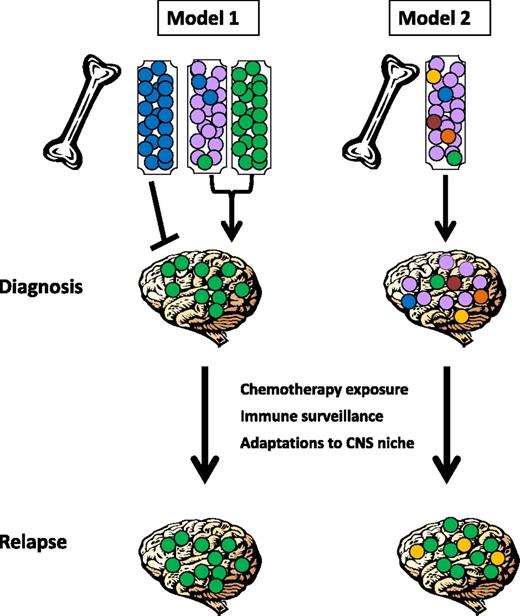 Figure 1. Schematic representation of proposed mechanisms underlying CNS infiltration and subsequent relapse. In model 1, only some leukemic cells acquire the ability to enter the CNS, and the risk of CNS relapse depends on the presence or absence of a clone (shown in green) with the capacity to leave the BM and enter the CNS. Different leukemia subtypes may vary in this capacity, with some (shown as blue) unable to enter the CNS compartment, others avidly trafficking to the CNS (shown as green), and some acquiring this capacity in rare subclones (shown as mixed purple, blue, and green). In model 2, all leukemic cells may have the ability to seed this compartment, and subclinical CNS involvement at diagnosis may be universal and show little or no subclonal selection. In both cases, CNS relapse may also be determined by whether cells can adapt to the foreign microenvironment of the CNS and evade elimination by ALL-directed therapy and/or immunologic surveillance (in this example, green and/or yellow subclones have been selected for at relapse).