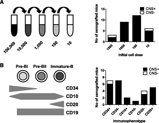 Figure 4. CNS engraftment of sorted subpopulations of leukemic blasts. Sorted and unsorted leukemic blasts from 6 primografts (#4540, #M120, #WB51, #HV101, #737c, and #758b) were injected intrafemorally, at limiting dilutions, into the femurs of 1 to 4 mice each. CNS involvement was assessed histologically after transplant of 10 to 1500 cells (A) or different immunophenotypic subpopulations of leukemic blasts (B). Black bars represent the number of mice in each experimental group with evidence of CNS involvement (CNS+) on histology. White bars represent number of mice without any visible CNS infiltration (CNS−). Individual results of mice injected with each cell number/immunophenotypic subpopulation for the different primografts are given in supplemental Table 3.