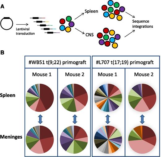 Figure 5. Subclonal composition of CNS and splenic compartments. (A) Schematic of experimental design. (B) Clonal composition of CNS (leptomeninges) and splenic compartments of mice transplanted with primograft samples #WB51 and #L707. Pie charts show frequencies of most prevalent integrations in paired CNS and spleen samples from 2 mice per sample. Pie chart colors are unique to each mouse spleen-meninges pair and do not represent the same clones between different mice. Corresponding tables of integration site frequencies for each mouse are given in supplemental Figure 5.
