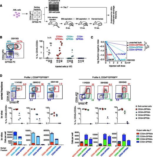 Figure 3. GPR56 expression identifies the engrafting compartment in CD34+ AML. (A) Experimental setup of in vitro and in vivo experiments. (B, left) Sorting strategy for sample 05H163. (Right) Engraftment levels (percentage of human CD33+CD45+ cells in mouse bone marrow) in 3 to 4 recipient mice 14 weeks posttransplantation of decreasing cell doses (cell doses are cell equivalents, eg, 5 × 103 bulk cells were equivalent to 800 CD34+GPR56+ (16%) cells). Bars indicate mean engraftment levels. (C) Absolute LSC frequencies of bulk cells and sorted fractions in AML 05H163 estimated by extreme limiting dilution analysis. **P < .005, ***P < .0005, χ2 test. (D) In vivo and in vitro analysis of sorted GPR56 subsets. (Top row) FACS profiles for CD34 and GPR56 and initial percentages of sorted fractions in sorted bulk cells. (Center row) Engraftment levels (% human CD45+CD33+ cells shown for each recipient, bars indicate mean engraftment levels) yielded by each sorted fraction after 14 weeks in NSG mice (see supplemental Figure 6C for 8 and 12 weeks). Fractions were injected at cell doses respecting the percentages in total cells. Mice with <0.1% human engraftment were positioned at 0.1% and considered negative. (Bottom row) The number of CD34+/− and GPR56+/− cells generated by the sorted fractions in 7 days in optimized in vitro conditions. Bars are stacked (ie, the sum of stacked bars indicates total cell number). Equal numbers (5000 cells/well) of the 3 predominant fractions were seeded per well; bars and error bars represent means and standard deviations of 3 to 6 replicate wells.