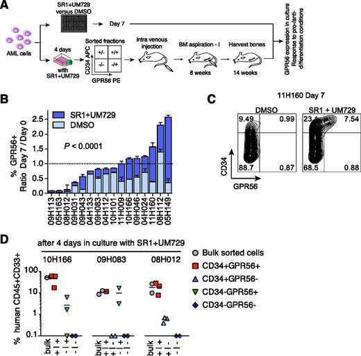 Figure 4. GPR56 is a stable LSC marker in culture conditions. (A) Experimental setup of in vitro experiments to test stability of GPR56 in culture conditions. (B) Percentage of GPR56+ cells after 7 days in vitro in optimized culture condition (SR1+UM729) or vehicle DMSO compared with uncultured cells (given as ratios day 7/day 0, P < .0001, Wilcoxon matched pairs signed-rank test). (C) Representative FACS profile of sample 11H160 cultured for 7 days in optimized culture condition (SR1+UM729) or vehicle DMSO. Compare Figure 3D, left panel, for day 0 profile. (D) Human engraftment levels in recipient mice (horizontal bars indicate means) generated by sorted fractions after 14 weeks in NSG mice (lower panel) shown for 3 samples after 4 days in culture with SR1 and UM729.