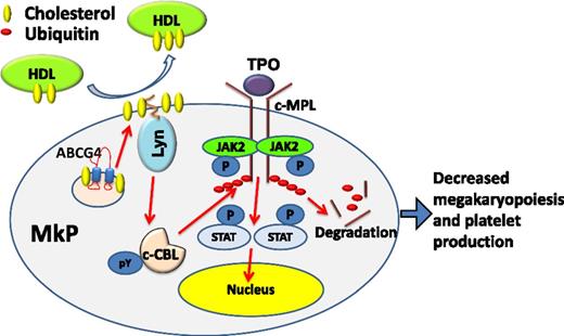 Figure 2. Working model. HDL-mediated cholesterol efflux from MkPs via ABCG4 increases activity of the palmitoylated Lyn kinase, c-CBL phosphorylation and activation, and c-MPL degradation, limiting MkP proliferation and platelet production. JAK2, Janus kinase 2; P, phosphate; pY, phosphotyrosine; STAT, signal transducer and activator of transcription.