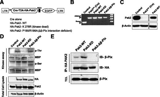 Figure 1. Validation and retroviral expression of Pak2 biochemical mutants in HSPCs. (A) Schematic of polycistronic MSCV retroviral vectors expressing Cre and WT Pak2 or mutants with EGFP. (B) PCR analysis of genomic DNA extracted from FACS-sorted EGFP+ LSK cells harvested from Pak2fl/fl mice that were transduced with the indicated vectors; untransduced cells were used as a control. The positions of the WT and deleted bands are shown on the left and size ladder is shown on right. (C) Immunoblot to detect Pak2 expression in FACS-sorted EGFP+ LSK from WT (control) or Pak2fl/fl mice transduced with Cre alone (Pak2-deleted, Pak2Δ/Δ) or Cre-T2A-Pak2-WT (Pak2-WT). β-actin is used as a loading control. (D) In vitro kinase assay using MBP as a substrate and HA-tag immunoprecipitates from 32D cells transduced with vectors expressing Pak2-WT or Pak2 mutants. The blot showing phosphorylated threonine (p-Thr) and serine (p-Ser) residues and MBP indicates presence of substrate in all conditions. Bottom panel shows exogenous (HA) and total Pak2 expression from cell lysates with β-actin as a loading control. (E) Coimmunoprecipitates of HA-tagged Pak2-WT, Pak2-KD, and Pak2-Δβ-Pix from transduced 32D cell lysates analyzed by immunoblot for β-Pix. β-Pix expression in total cell lysates and HA blot of immunoprecipitates were used as loading controls. Ψ, Ψ packaging signal; EGFP, enhanced green fluorescent protein; IB, immunoblot; IP, immunoprecipitation; LTR, long terminal repeat; TCL, total cell lysate.