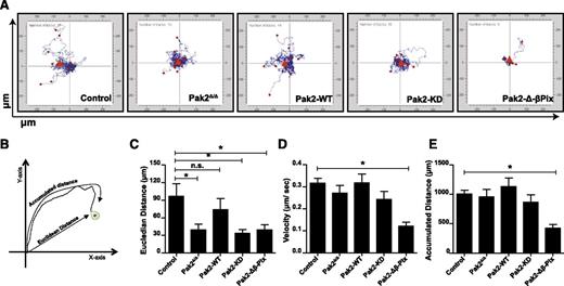 Figure 2. SDF1α-induced HSPC directional migration and velocity are regulated by the kinase activity of Pak2 and its interaction with β-Pix. WT and Pak2fl/fl LSK cells were transduced with indicated retroviruses, and FACS-sorted EGFP+ cells were imaged using a time-lapse microscope at 30-second intervals for 1 hour after the addition of SDF1α. The cells were tracked as described in “Methods” and analyzed using Metamorph software to generate tracks of migration for each individual cell and for quantification. (A) HSPC migration in response to SDF1α. Origins of all tracks were centered at the 0,0 XY coordinate with distance in micrometers on x- and y-axes shown (n > 11 per group). (B) Schematic representation of migration analysis; (C) the Euclidean distance in micrometers; (D) the velocity of migration in micrometers per second; and (E) the accumulated distance in micrometers. All data expressed as mean ± standard error of the mean (SEM). In panel E, only Pak2-Δβ-Pix is significantly different from control. One of the 3 independent experiments shown and the statistical significance was determined using the Mann-Whitney U test. *P < .05. n.s., not significant.