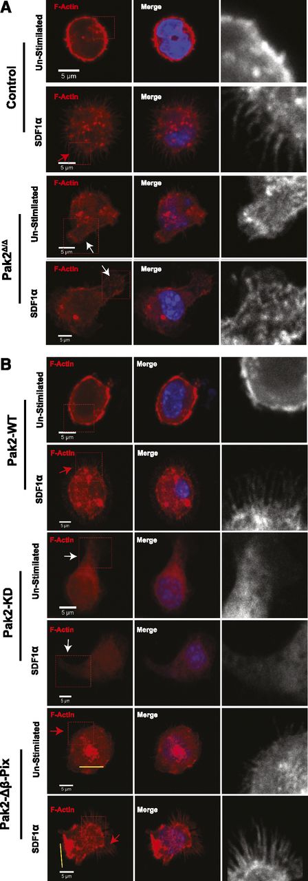 Figure 3. Pak2 regulates SDF1α- and integrin-induced filopodia formation in HSPCs in a kinase- and β-Pix–dependent manner. WT and Pak2fl/fl LSK cells were transduced with indicated retroviruses and FACS sorted. EGFP+ cells were stimulated with SDF1α and stained for F-actin using rhodamine-labeled phalloidin and counter-stained with DAPI. The slides were then imaged using Zeiss LSM 700 Laser Scanning confocal microscope with a 100× objective lens. (A) Representative images of Control (WT-Cre) and Pak2Δ/Δ. (B) Representative images of Pak2fl/fl cells transduced with Cre coexpressing Pak2-WT, Pak2-KD, and Pak2-Δβ-Pix mutants showing F-actin (red), DAPI (blue), overlap (merge). The boxed region is enlarged in grayscale in the inset to better define filopodia and abnormal protrusions containing F-actin. Red arrows indicate filopodia, white arrows indicate excessive protrusions, and yellow bars indicate abnormal F-actin bundles. The data are from 1 of 2 or more independent experiments each scoring at least 70 cells.