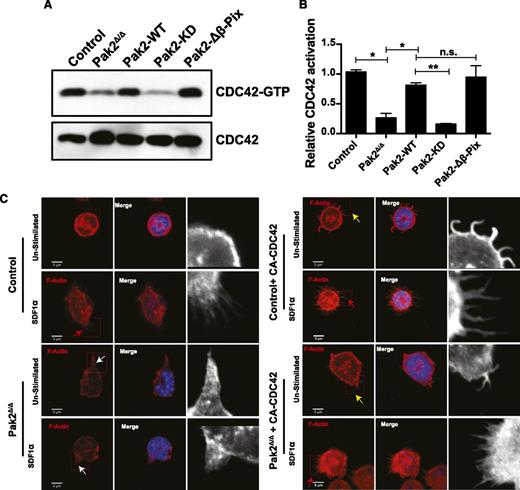 Figure 4. Pak2 regulates CDC42 activation. (A) WT and Pak2fl/fl LSK cells were transduced with indicated retroviruses and active GTP-bound CDC42 was determined by PBD pull-down assay in the FACS-sorted EGFP+ cells in control (WT) and Pak2fl/f cells and cells coexpressing Cre and Pak2-WT, Pak2-KD, and Pak2-Δβ-Pix. CDC42 from total cell lysates was used as a loading control. (B) Normalized densitometric values comparing GTP-bound to total CDC42 from panel B. (C) Representative images of sorted SDF1-stimulated EGFP+ LSK cells from WT (control) and Pak2 fl/fl (Pak2Δ/Δ) transduced as in panel B, showing F-actin (red), DAPI (blue), overlap (merge). The boxed region is enlarged in grayscale in the inset to show filopodia/abnormal protrusions. Red arrows indicate filopodia after stimulation with SDF1α, the white arrows indicate excessive protrusions, and the yellow arrows indicate spontaneous filopodia-like formations in unstimulated conditions. Data are from 1 of 2 independent experiments each with at least 50 cells.