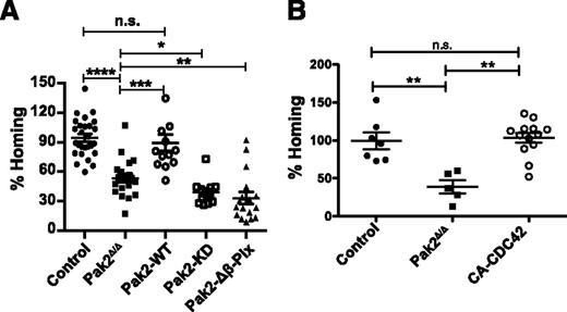 Figure 5. Pak2 kinase activity and its interaction with β-Pix regulate HSPC homing and CA-CDC42 rescued defective homing of Pak2 deletion. (A) Homing of LSK BM cells. WT and Pak2fl/fl LSK cells were transduced with indicated retroviruses and 2 × 105 sorted EGFP+ cells were injected into lethally irradiated mice. Sixteen hours postinfusion, homing to the BM was measured after harvesting femur, tibia, and iliac crest bones. The homing efficiency of indicated genotypes is expressed as a mean of the percentage of control (WT LSK transduced with Cre) for each mouse with mean shown as horizontal bar, n = 12-27 mice per group. (B) Sorted EGFP+ LSK cells (2 × 105) from WT (control) and Pak2fl/fl mice were transduced with vectors expressing Cre alone (Pak2Δ/Δ) or Cre and CA-CDC42 and injected into lethally irradiated mice. Sixteen hours postinfusion, the homing to the BM was measured from cells harvested from femur, tibia, and iliac crest. The homing efficiency of individual animals of the indicated genotypes is shown as a percent of control with mean (horizontal bar) ± SEM of 5 to 13 mice per group. The statistical significance was determined using the Mann-Whitney U test. ****P < .0001, ***P < .001, **P < .01, *P < .05.