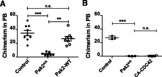 Figure 6. The engraftment defect of Pak2-deleted HSCs is rescued with full-length Pak2 cDNA. (A) Engraftment of LSK BM cells. LSK cells from WT (Control) and Pak2fl/fl mice were transduced with either Cre (Pak2Δ/Δ) or Cre-T2A-Pak2-WT (Pak2-WT) retrovirus. Sorted EGFP+ cells (1 × 105) were injected into lethally irradiated mice. Sixteen weeks posttransplantation, the percentage of EGFP-expressing cells in the peripheral blood was measured and the data plotted for each mouse with mean shown as horizontal bar, n = 7 to 11 mice per group. (B) Sorted EGFP+ LSK cells (1 × 105) from WT (control) and Pak2fl/fl (Pak2Δ/Δ) were transduced with vectors as in Figure 5B and injected into lethally irradiated mice. Sixteen weeks posttransplantation, the percentage of engrafted EGFP-expressing cells in peripheral blood was determined. The data show mean ± SEM, n = 3 to 6 mice per group. The statistical significance was determined using the Mann-Whitney U test. ***P < .001, **P < .01.