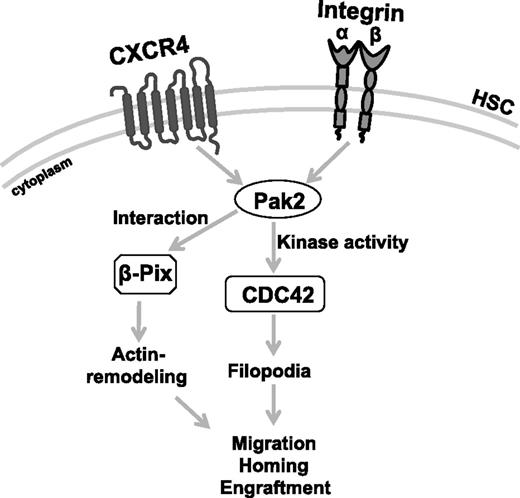 Figure 7. Model depicting Pak2 mechanism in HSPC function. Pak2 kinase activity mediates CDC42 activation to regulate filopodia formation, directional migration and its interaction with β-Pix regulates proper actin remodeling, velocity of migration to control homing, and engraftment of HSPCs in mice.