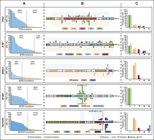 Figure 1. Molecular profile and schematic diagram of clonal and subclonal TP53, ATM, BIRC3, SF3B1, and NOTCH1 mutations. (A) VAF of the mutations identified by NGS in each of the studied genes. Blue bars correspond to clonal mutations (VAF ≥12%) whereas orange bars to the subclonal mutations (VAF <12%). (B) Schematic diagram of TP53, ATM, BIRC3, SF3B1, and NOTCH1. Exons are represented by boxes and the main protein domains are colored. Color-coded shapes indicate the position and type of the mutation. Variants represented on the top of the protein correspond to high-frequency mutations (clonal) whereas variants represented under the diagram correspond to low-frequency mutations (subclonal). Shaded area corresponds to the region sequenced. (C) Comparison of the molecular profile of the identified clonal and subclonal mutations. Each pair of bars represent clonal (dark) and subclonal (light) mutations. No statistical differences were observed by the Fisher exact test.