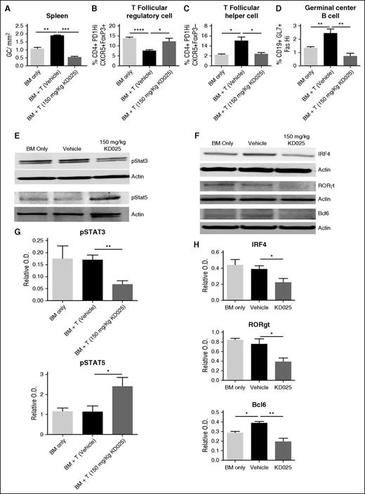 Figure 2. KD025 inhibits Stat3 phosphorylation and increases Stat5 activation decreasing the germinal center response. Day 60 spleens from B10.BR mice transplanted with B6 BM and T cells were analyzed for the (A) frequency of GCs in situ, (B) T follicular regulatory cell frequency, (C) T follicular helper cell frequency, and (D) germinal center B cell frequency. (E) Western blots of whole splenocytes for phosphorylation of Stat3 or Stat5 normalized to actin and (F) IRF4, RORγt, and Bcl6, which are quantified from 5 blots from 2 independent experiments in G and H, respectively. *P < .05; **P < .01; ***P < .001; ****P < .0001. Error bars represent SEM; data from 3 separate experiments with n = 8 per group.