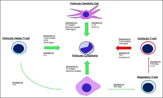 Figure 2. Influence of the tumor microenvironment on FL. Tumor growth and survival are supported (green arrows) by follicular dendritic cells, follicular helper T cells (TFH), and M2-type tumor-associated macrophages (TAMs) through expression of various ligands and receptors on the cell surface, including the FC receptor and mannose receptors that bind the FL BCR and stimulate BCR signaling. Secretion of various cytokines and chemokines also supports tumor growth by directly stimulating FL cells and by shaping the microenvironment into one that is more accommodating for FL, including secretion of interleukin-4 (IL-4) by TFH cells to skew TAM activation toward a tumor-supportive M2 phenotype and secretion of transforming growth factor β (TGF-β) by TAMs to promote T-helper cell differentiation toward regulatory T cells that inhibit (red arrows) antitumor cytotoxic T cells. ICOS, inducible T-cell costimulator.