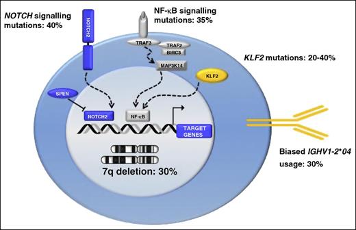 Figure 2. Key molecular alterations in SMZL. Schematic representation of genes and pathways that are molecularly deregulated in SMZL. The prevalence of molecular alterations in SMZL is shown as a percentage beside each gene or pathway.