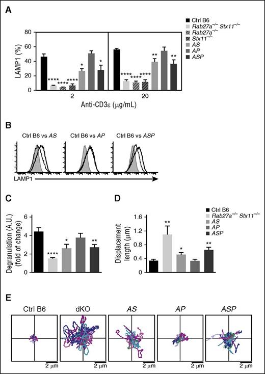 Figure 4. Accumulation of monoallelic mutations in HLH-causing genes impairs degranulation capacity and lytic granules’ dynamics at the immune synapse. Spleen CD8 T cells from control (black bars), Rab27a−/− Stx11−/− (lightest gray bars), Rab27a−/− (light gray dashed bars), Stx11−/− (dark gray dashed bars), Rab27a+/− Stx11+/− (AS, light gray bars), Rab27a+/− Prf1+/− (AP, medium gray bars), and Rab27a+/− Prf1+/− Stx11+/− mice (ASP, dark gray bars) were activated in vitro. Degranulation capacity was assessed upon re-stimulation with anti-CD3 antibody after 5 days of culture. (A) Graphs show the mean ± SEM of the percentage of LAMP1+ cells at 2 doses of anti-CD3 (2 and 20 μg/mL). (B) A representative FACS analysis for degranulation of CD8 T cells from control (black histogram) and Rab27a−/− Stx11−/− (dashed histogram) cells vs Rab27+/− Stx11+/− cells (gray histogram, left); Rab27+/− Prf1+/− cells (gray histogram, middle); and Rab27+/− Prf1+/− Stx11+/− cells (gray histogram, right). (C) Graphs show the mean ± SEM of LAMP1 variation on CD8 T cells from control (black bars), Rab27a−/− Stx11−/− (lightest gray bars), Rab27a+/− Stx11+/− (AS, light gray bars), Rab27a+/− Prf1+/− (AP, medium gray bars), and Rab27a+/− Prf1+/− Stx11+/− mice (ASP, dark gray bars). Data (mean ± SEM) are representative of 3 to 4 independent experiments. (D) TIRF analysis was performed on WGA A555-labeled activated CD8 T cells from control (black bars), Rab27a−/− Stx11−/− (lightest gray bars), Rab27a+/− Stx11+/− (AS, light gray bars), Rab27a+/− Prf1+/− (AP, medium gray bars), and Rab27a+/− Prf1+/− Stx11+/− mice (ASP, dark gray bars). TIRF analysis was performed in 5-minute acquisitions. Graphs show the mean ± SEM of length displacement. Data (mean ± SEM) are representative of 2 independent experiments with at least 10 cells per condition. (E) Two dimensional representation of the lytic granule tracking within the TIRF zone of representative activated CD8 T cells from control (Ctrl B6), Rab27a−/− Stx11−/− (dKO), Rab27a+/− Prf1+/− (AP), Rab27a+/− Stx11+/− (AS), and Rab27a+/− Prf1+/− Stx11+/− mice (ASP), analyzed in (D). The starting point of each trajectory was translated to the origin of the plot. *P < .05; **P < .01; ***P < .001; ****P < .0001. A.U., arbitrary units.