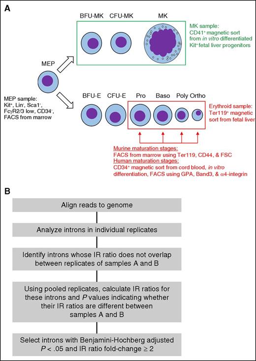 Figure 1. Experimental strategy. (A) Purification strategy for samples used to generate these data sets. Baso, basophilic erythroblast; BFU-E, burst-forming unit-erythroid; BFU-MK, burst-forming unit-megakaryocyte; CFU-E, colony-forming unit-erythroid; CFU-MK, colony-forming unit-megakaryocyte; MEP, megakaryocyte-erythrocyte precursor; MK, megakaryocyte; Ortho, orthochromatic erythroblast; Poly, polychromatic erythroblast; Pro, proerythroblast. Purification strategies for MEPs, the MK lineage in bulk, the erythroid lineage in bulk, and individual erythroid stages are indicated. (B) Strategy to identify differentially retained introns between pairs of samples using IRFinder.