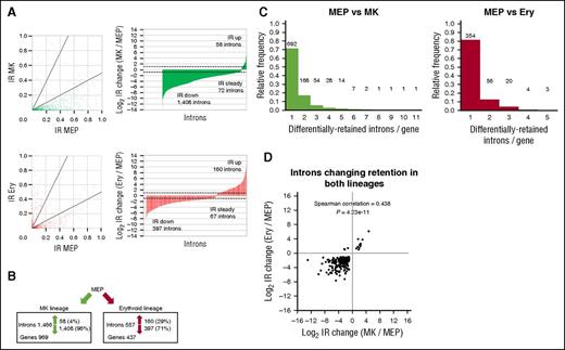Figure 2. IR dynamics between MEPs and MKs or MEPs and erythroid cells. (A) IR changes between MEPs and MKs (upper panels) or erythroid cells (lower panels). Scatterplots depict IR ratios between pairs of samples for introns with significantly (Ben-Hoch, P < .05) different IR ratios. Bar graphs depict log2 IR ratio fold-changes. Number of introns with IR ratios increasing greater than or equal to twofold, decreasing greater than or equal to twofold, or changing less than twofold are indicated. Dashed bars indicate twofold changes. Empty regions along bar graph x-axes are introns with IR = 0 in 1 sample, their fold-changes cannot be plotted on a log-transformed scale. (B) Differential IR among both lineages. Panels indicate introns with greater than or equal to twofold IR ratio changes. (C) Histograms of introns per gene with greater than or equal to twofold IR ratio changes. Absolute frequencies are indicated above bars. (D) Introns with greater than or equal to twofold IR ratio fold-changes in both lineages. Scatterplot depicts log2 IR ratio fold-changes between MEPs and MKs (x-axis) and MEPs and erythroid cells (y-axis). Introns with IR ratio = 0 in one sample cannot have their fold-changes plotted on a log-transformed scale and are omitted.