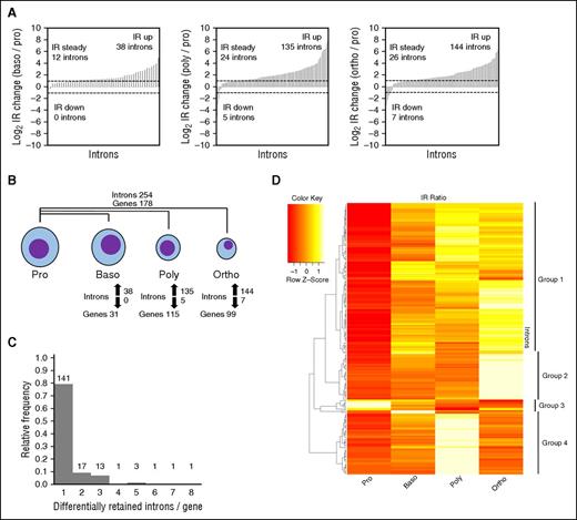 Figure 3. Differential IR at multiple stages during murine erythroid maturation. (A) Bar graphs depicting IR ratio fold-changes between pairs of samples. Number of introns with IR ratios increasing greater than or equal to twofold, decreasing greater than or equal to twofold, or changing less than twofold are indicated. Dashed bars indicate twofold changes. (B) Number of introns and genes with IR ratios changing greater than or equal to twofold between proerythroblasts and each downstream stage. Total introns and genes among all pairwise comparisons is shown above. (C) Histograms of introns per gene with greater than or equal to twofold IR ratio changes. Absolute frequencies are indicated above bars. (D) Heat map of IR ratios across stages. Rows represent introns whose IR ratio changes greater than or equal to twofold between proerythroblasts and at least 1 downstream stage. Columns represent stages. Colors indicate Z-scores of IR ratios across each row. Rows were ordered using the Pearson distance metric and complete clustering method. Clusters were identified visually and using the dendrogram and are indicated to the right.