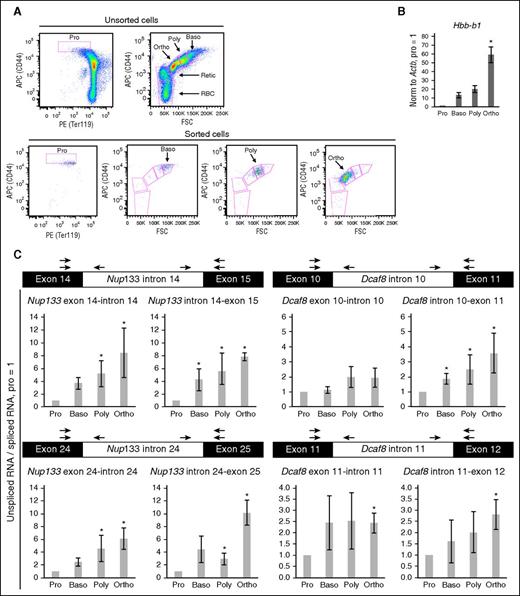 Figure 4. Experimental validation of differential IR. (A) Fluorescence-activated cell sorting profiles of unsorted and sorted murine erythroid marrow cells. Target antigens and fluorophores are indicated along axes. (B) Bar graph depicts quantitative reverse-transcription polymerase chain reaction of β-major (Hbb-b1) mRNA levels normalized to β-actin mRNA levels. (C) Genes and introns are indicated above, samples are indicated below, and the ratio of intron-exon signals (intron retained) to exon-exon signals (intron spliced out) are indicated to the left of each graph. Graphs depict mean and standard error of the mean of 4 to 6 biological replicates. Asterisks indicate significance (Wilcoxon rank-sum test, P < .05). Arrows indicate quantitative polymerase chain reaction primer locations.