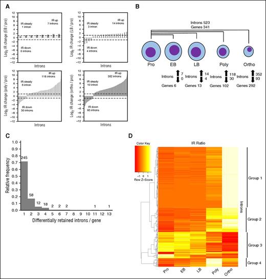 Figure 5. Differential IR at multiple stages during human erythroid maturation. (A) Bar graphs depicting IR ratio fold-changes between pairs of samples. Number of introns with IR ratios increasing greater than or equal to twofold, decreasing greater than or equal to twofold, or changing less than twofold are indicated. Dashed bars indicate twofold changes. (B) Number of introns and genes with IR ratios changing greater than or equal to twofold between proerythroblasts and each downstream stage. Total introns and genes among all pairwise comparisons is shown above. (C) Histograms of introns per gene with greater than or equal to twofold IR ratio changes. Absolute frequencies are indicated above bars. (D) Heat map of IR ratios across stages. Rows represent introns whose IR ratio changes greater than or equal to twofold between proerythroblasts and at least 1 downstream stage. Columns represent stages. Colors indicate Z-scores of IR ratios across each row. Rows were ordered using the Pearson distance metric and complete clustering method. Clusters were identified visually and using the dendrogram and are indicated to the right. EB, early basophilic erythroblast; LB, late basophilic erythroblast.