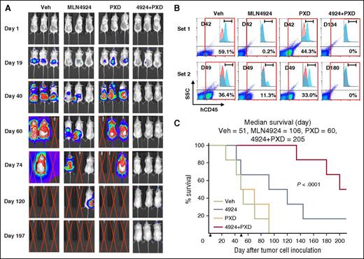 Figure 7. The combination of MLN4924 and belinostat reduces tumor burden and significantly prolongs animal survival in a murine IV AML xenograft model carrying FLT3-ITD. NOD/SCID-γ (NSG) mice were inoculated via tail vein with 1 × 106 luciferase-labeled MV-4-11 cells harboring FLT3-ITD. Mice were randomized to 4 groups (n = 6 per group), and treatment was initiated 2 days after injection of tumor cells. MLN4924 (30 mg/kg) and belinostat (40 mg/kg) were administrated as described in Figure 6. Control animals were administered equal volumes of vehicle. (A) Tumor growth was monitored every other day after i.p. injection with 150 mg/kg luciferin using the IVIS 200 imaging system. Representative images of mice are shown. Red crossed lines indicate that mice were euthanized when humane end points were reached. (B) When mice were sacrificed, BM was harvested and subjected to FCM to determine the percentage of human CD45+ tumor cells in BM mononuclear cells. Two sets of representative data are shown. (C) Kaplan-Meier analysis was performed to analyze survival of animals (n = 6 per group). Inset, Median survival. Arrows indicate time when treatment began (day 2) and discontinued (day 50). D, Day when bone barrow was harvested after tumor cell inoculation; h, human; SSC, side scatter.