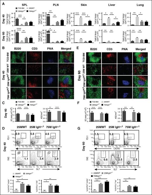 Figure 2. Antibody-producing donor B cells augment lymphoid tissue damage and loss of GCs in cGVHD recipients. HCT was carried out with BALB/c recipients as described in Figure 1. (A) Kinetic changes in donor CD4+ T-cell expansion in the spleen and lymph nodes and infiltration in the GVHD target tissues (skin, liver, and lung) at 40 and 60 days after HCT. Spleen, PLNs, skin, liver and lung of recipients were harvested for analysis of donor CD4+ T yield. Means ± SE of the yield of CD5.1+TCRβ+CD4+ T cells are shown. N = 4 from at least 2 replicate experiments. (B,E) Frozen spleen sections from TCD-BM-no-cGVHD, WT-cGVHD, IgHμγ1-no-cGVHD, and IgHμγ1-transient-cGVHD recipients at days 40 and 60 after HCT were analyzed by immunofluorescent staining of GC structures. Spleen sections were stained for B220 (green), CD3 (red), peanut agglutinin (PNA; blue), 40 (B) and 60 (E) days after HCT. The blue area in the merged picture is the GC. A photomicrograph (original magnification, ×200) representative of 4 replicate experiments is shown. (C,F) The size of the GC at days 40 and 60 after HCT was quantified by measuring the area of PNA staining in Photoshop C3, and the frequencies of GCs at days 40 and 60 after HCT were quantified by counting the number of GCs per mm2 of spleen section. Means ± SE of the size and frequency of GCs are shown. N = 4 from at least 2 replicate experiments. (D,G) Frequency of TFH cells (defined as PD-1hiCXCR5+CD4+ T cells) and GC B cells (defined as GL7+Fas+ B cells). On days 40 (D) and 60 (G) after HCT, splenocytes were stained with anti-CD4, T-cell receptor β (TCRβ), programmed cell death 1 (PD-1), and CXC chemokine receptor 5 (CXCR5) monoclonal antibodies (mAbs), and gated CD4+TCRβ+ cells are shown as PD-1 vs CXCR5. Splenocytes were also stained with anti-CD19, GL7, and Fas mAbs, and gated CD19+ cells are shown as Fas vs GL7. CXCR5+PD-1+ TFH and Fas+GL7+ GC B cells are gated. Representative staining profiles are shown. Means ± SE of the frequency of TFH cells and GC B cells are shown. N = 4 from at least 2 replicate experiments (*P < .05, **P < .01, ***P < .001, ****P < .0001).