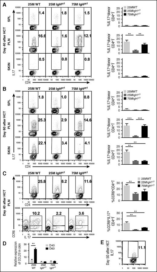 Figure 4. Antibody-producing donor B cells associate with augmented Th17 infiltration and increased expression of CCL20 in the skin. HCT was carried out with BALB/c recipients as described in Figure 1. (A-B) Percentage of IL-17+ cells among donor CD4+ T cells at days 40 (A) and 60 (B) after HCT. Donor CD5.1+CD4+ T cells from spleen, PLNs, and skin were analyzed with intracellular staining of IL-17. Cells were gated on CD5.1+TCRβ+ and displayed as IL-17 vs CD4. Representative patterns and means ± SE of the percentage of donor IL17+CD4+ T cells in the spleen, PLNs, and skin are shown. N = 4-6 from at least 2 replicate experiments. (C) Percentage of CCR6+ donor CD4+T cells and CCR6+IL17+ double-positive donor CD4+ T cells at day 40 after HCT. Representative patterns and means ± SE of the percentage of donor CCR6+CD4+ T cells or CCR6+IL17+ double-positive CD4+ T cells in PLNs are shown. N = 4 from at least 2 replicate experiments for each group. (D) Means ± SE of CCL20 chemokine expression in skin at 40 and 60 days after HCT. Relative gene expression levels were normalized within each sample to the housekeeping gene GAPDH. N = 3 from 3 replicate experiments with triplicates (**P < .01, ***P < .001). (E) Representative staining pattern of donor IL-17+CD4+ T cells in skin at day 50 after HCT. N = 3.