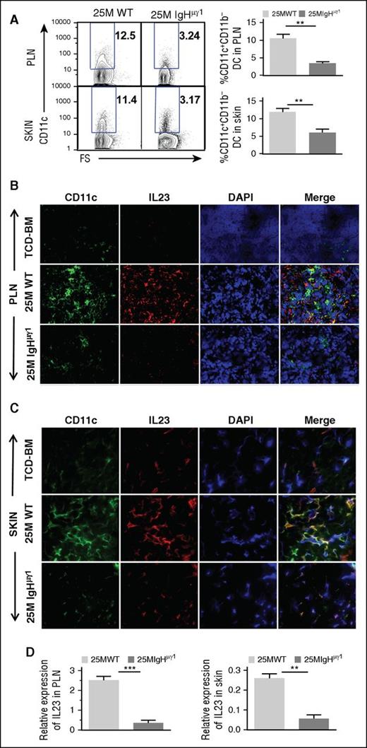 Figure 5. Antibody-producing donor B cells associate with increased DC secretion of IL-23 in PLNs and skin. HCT was carried out with BALB/c recipients as described in Figure 1. (A) Day 40 after HCT, percentage of CD11b−CD11c+ DC in PLNs and skin. Representative patterns and means ± SE of the percentage of CD11b−CD11c+ cells in PLNs and skin are shown. N = 4 from at least 2 replicate experiments. (B-C) Frozen PLN (B) and skin (C) sections from BALB/C recipients given TCD-BM and WT or IgHμγ1 CD25−-SPL cells were stained with anti-CD11c (green), anti-IL23 (red), DAPI (blue, nucleus) 40 days after HCT. Photomicrographs (original magnification, ×400 for PLN; original magnification, ×600 for SKIN) representative of 4 replicate experiments are shown. (D) Means ± SE of IL-23 mRNA expression by PLNs and skin of recipients 40 days after HCT. Gene expression was normalized within each sample to the housekeeping gene GAPDH. N = 3 from 3 replicate experiments (**P < .01, ***P < .001).