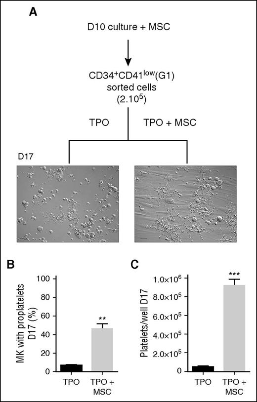 Figure 3. CD34+CD41low population from MSC coculture has enhanced proplatelet and platelet-producing capacity. (A) Flow sorting and culture protocol of CD34+CD41low cells. CD34+ cells cultured for 10 days in the presence of MSCs were sorted according to their CD34+CD41low phenotype (G1) using a FACS Aria II flow cytometer and then cultured for 7 days in a medium containing TPO with or without MSCs. Representative DIC microscopy photographs of culture wells at day 7 showed extensive proplatelet development in the presence of MSCs. Scale bar, 50 μm. (B) Proportion of MK-extending proplatelets at day 7 (6.6 ± 0.8% for TPO vs 46.4 ± 5.2% for TPO + MSCs; mean ± SEM in 3 experiments; Student t test, **P < .01). (C) Amount of culture-derived platelets at day 7 (0.5 ± 0.04 × 105 in the control vs 9.1 ± 0.7 × 105 with MSCs; mean ± SEM in 3-4 experiments; Student t test, ***P < .001).