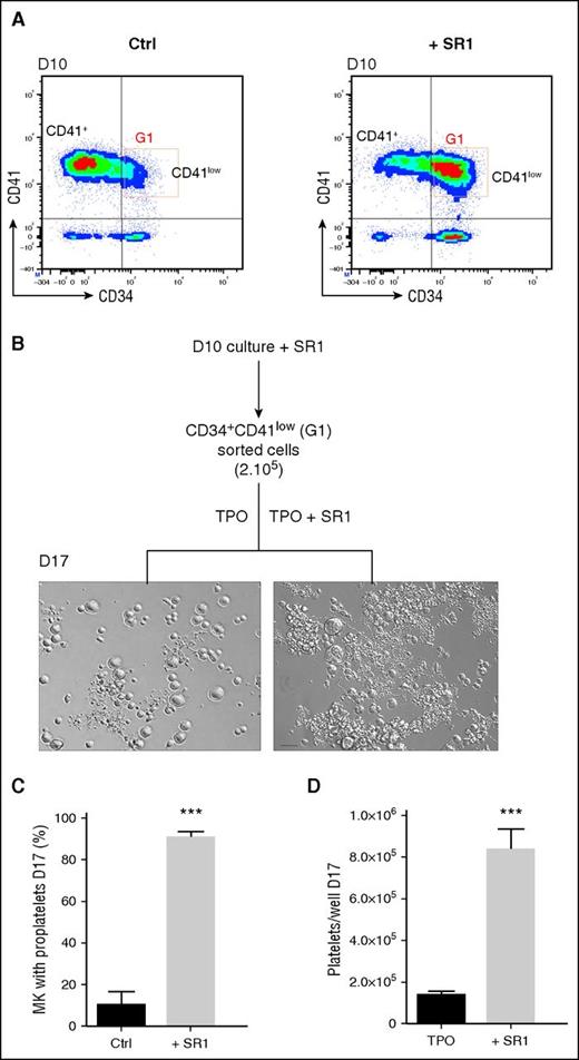 Figure 6. SR1-derived CD34+CD41low population has an increased proplatelet and platelet-producing capacity. (A) Evolution of CD34 and CD41 expression. Representative flow density plots of CD34 and CD41 expression at day 10. CD34+ cells were cultured as in Figure 4A, and analyses were performed on day 10. (B) Flow sorting and culture protocol of CD34+CD41low cells. CD34+ cells cultured for 10 days in the presence of SR1 were sorted according to their CD34+CD41low phenotype (G1) using a FACS Aria II flow cytometer and then cultured for 7 days in a medium containing TPO with or without SR1. Representative DIC microscopy photographs of culture wells at day 7 showing extensive proplatelet development in the presence of SR1. Scale bar, 50 μm. (C) Proportion of MK extending proplatelets at day 7 (10.0 ± 6.6% for the control vs 91.0 ± 2.4% with SR1; mean ± SEM in 5 experiments; Student t test, ***P < .001). (D) Amount of culture-derived platelets at day 7 (1.3 ± 0.2 × 105 platelets per well in the control vs 8.3 ± 0.9 × 105 with SR1; mean ± SEM in 3-4 experiments; Student t test, ***P < .001).