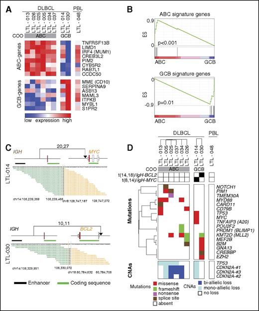 Figure 3. Molecular heterogeneity of LBCL PDX models. (A) Heatmap of the relative expression of ABC- and GCB-signature genes37 in ABC- and GCB-type DLBCL PDX models and the additional PBL PDX model. Note that reads aligned to the mouse genome were filtered before the DLBCL PDX models were classified by COO.3 (B) Gene set enrichment analyses of the ABC-signature genes (upper) and GCB-signature genes (lower) in the ABC- and GCB-type DLBCL PDX models. (C) Detected IGH-MYC (upper) and IGH-BCL2 (lower) translocations in LTL-014 and LTL-030, respectively. Translocations are plotted in their genomic context. Exons are visualized as boxes, with ATG-containing exons in red, coding regions underlined in green, and enhancer regions underlined in black. Numbers of supporting reads (split reads, read pairs) are indicated above, and individual supporting reads are shown below. (D) Protein-perturbing mutations with an allele fraction >0.1 in the LBCL models. Mutations in most frequently reported recurrently mutated genes in primary DLBCL (supplemental Table 2C) are visualized as a color-coded heatmap (red, missense mutation; green, frameshift mutation; purple, nonsense mutation; brown, splice site mutation; white, mutation absent); CNAs in TP53 and CDKN2A are represented as a color-coded heatmap (dark blue, biallelic loss; light blue, monoallelic loss; white, no loss). COO transcriptional subtypes and identified translocations juxtaposing either BCL2 or MYC to the IgH locus are indicated in the legend above of the heatmap. ES, enrichment score.