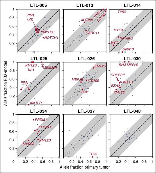 Figure 4. Comparison of mutant allele fraction between primary tumor and associated PDX model. We plotted the mutant allele fraction (frequency of a mutation at a particular locus) in the primary tumors (x-axis) and the associated PDX models (y-axis). SNVs in genes reported to be mutated in at least 1 of 4 DLBCL sequencing series are represented in gray, and SNVs in genes reported to be mutated in at least 2 of 4 DLBCL sequencing series are labeled in red (supplemental Table 2A19-22). Multiple SNVs in the same gene are noted (PIM1 in LTL-005, KMT2D in LTL-025, and POU2F2 in LTL-034). Mutant allele fractions along the diagonal (x = y, identical mutant allele fractions, dotted line) indicate similar clonal frequencies in the primary tumor and associated PDX model. Mutant alleles that are more abundant in the PDX model than in the primary tumors are above the diagonal. Allele fractions ±0.2 from the identical mutant allele fractions are visualized in gray.