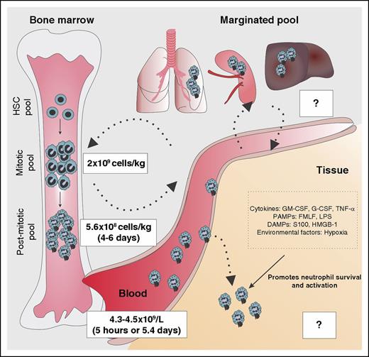 Figure 1. Integration of factors determining neutrophil lifespan. The bone marrow neutrophil lineage is composed of 3 compartments: (1) the hematopoietic stem cell (HSC) pool, (2) the mitotic pool that is comprised of myeloblasts, promyelocytes, and myelocytes, and (3) the postmitotic pool that is comprised of metamyelocytes, band cells, and mature neutrophils. The size of the mitotic and postmitotic pool is estimated at 4.36 × 109 and 8.8 × 109 cells/kg, respectively. After 4 to 6 days in the bone marrow, neutrophils are released to the bloodstream (4.3-4.5 × 109 cells/L). The estimated period of time where neutrophils circulate is controversial. Although some studies suggest that the circulating lifespan is around 5 hours, alternative experimental calculation raises neutrophil lifespan up to 5.4 days, as reported in different studies. Neutrophils are also located in the “marginated pools,” vascular pools located in the lungs, spleen, and liver where the turnover time is still unclear. After neutrophils infiltrate tissues during inflammation, interaction with tissue-derived signals such as cytokines, PAMPs, DAMPs, or environmental factors reduces neutrophil apoptosis and increases their lifespan to an extent that remains unknown. fMLF, formyl-methionyl-leucyl phenylalanine; HMGB1, high-mobility group box-1.