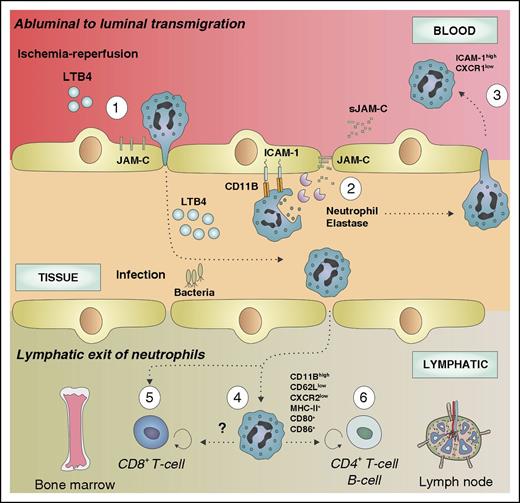 Figure 2. Mutidirectional neutrophil migration. Neutrophil reverse transmigration from the subendothelial space to the circulation occurs predominantly after ischemia/reperfusion injury. After LTB4-driven neutrophil recruitment (1), infiltrated neutrophils interact with endothelial cells via CD11b and release NE, which degrades the JAM-C (2), allowing their circulation back to the bloodstream (3). Reverse-transmigrated neutrophils exhibit a distinct phenotype characterize by ICAM-1highCXCR1low. During pathogen-driven inflammation, infiltrated neutrophils may also return to lymphoid organs (bone marrow or lymph node) through the circulation or the lymphatic system. Inside the lymph nodes, neutrophils display an activated phenotype (CD11Bhigh, CD62Llow, CXCR2low) and express MHC (CH)-II and the costimulatory molecules CD80 and CD86, suggesting a newly acquired ability to present antigens (4). Furthermore, this subpopulation of neutrophils is able to modulate the adaptive immune response by promoting or repressing the T- and B-cell function in the lymph node (6). Neutrophils migrating toward the bone marrow induce CD8+ T cell–dependent antiviral responses (5).