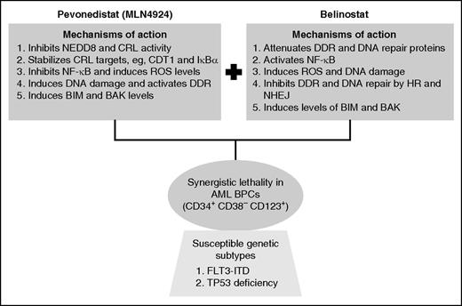 Mechanistic interactions creating synergy between pevonedistat and belinostat against AML blast progenitor cells (BPCs).