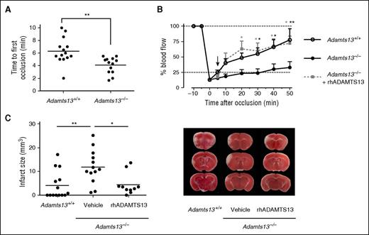 Figure 4. ADAMTS13 promotes MCA recanalization and reduces ischemic brain injury. A FeCl3-mediated injury was induced in the MCA of both Adamts13−/− and Adamts13+/+ animals to cause a small thrombotic occlusion of the MCA. (A) Absence of ADAMTS13 results in a faster occlusion of the MCA. Time to first occlusion was defined as the time after FeCl3 application until blood flow dropped below 25%. (B) Averaged postocclusion MCA blood flow profiles reveal that restoration of blood flow was significantly impaired in Adamts13−/− mice compared with Adamts13+/+ animals. Administration of rhADAMTS13 5 minutes after occlusion (arrow) restored blood flow. (C) Twenty-four hours after occlusion, cerebral infarctions were determined via TTC staining and planimetric analysis. Infarct sizes were significantly larger in Adamts13−/− mice than in Adamts13+/+ mice. Treatment of Adamts13−/− mice with rhADAMTS13 5 minutes after occlusion significantly reduced infarct sizes. Quantification of the infarct sizes is shown in the left panel, and representative brain sections are shown in the right panel. (n = 10-14 mice/group; *P < .05; **P < .01; compared with Adamts13−/− mice treated with vehicle.)