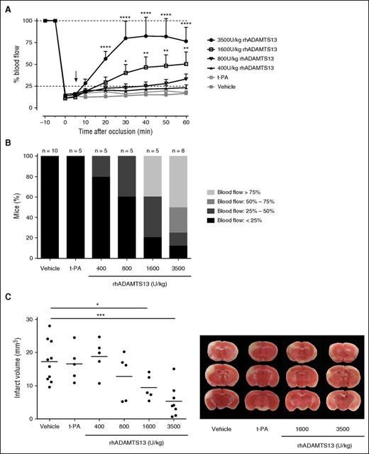 Figure 5. Dose-dependent thrombolytic activity of ADAMTS13 on large t-PA–resistant MCA occlusions. A large thrombus was generated in the right MCA of C57Bl/6J mice. This thrombus was resistant to spontaneous dissolution. Five minutes after occlusion, vehicle, t-PA, or different doses of rhADAMTS13 were IV administered (arrow), and MCA blood flow was monitored for 60 minutes. (A) Average blood flow profiles show that rhADAMTS13 restores MCA blood flow in a dose-dependent way, whereas t-PA was unable to restore blood vessel patency. (B) The proportion of animals in which blood flow is restored to more than 25%, 50%, or 75% increases with rhADAMTS13 dose. (C) When ischemic brain injury was assessed 24 hours after occlusion, a dose-dependent reduction of infarct size was observed with increasing amounts of rhADAMTS13. Quantification of the infarct sizes is shown in the left panel, and representative brain sections are shown in the right panel. (n = 10 and 8 mice for vehicle and 3500 U/kg rhADAMTS13, respectively, n = 5 for the lower doses of rhADAMTS13 and t-PA; *P < .05; **P < .01; ***P < .005; ****P < .001; compared with vehicle.)