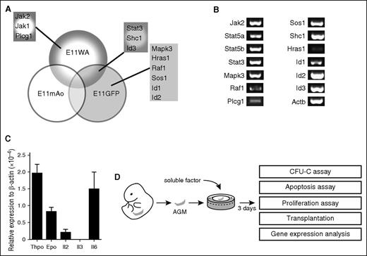 Figure 1. Cytokine signaling pathways are active in the AGM. (A) Components of cytokine signaling pathways found to be upregulated in the E11 dorsal aorta (E11WA), in E11 Ly6A-GFP+ cells (E11GFP), and in the middle part of the dorsal aorta (E11mAo) by expression profiling. (B) Confirmation of signaling component expression by semiquantitative RT-PCR analysis in the AGM region. (C) Analysis of cytokine expression in the E11 AGM by qPCR; n = 3. (D) Schematic diagram of experimental setup.