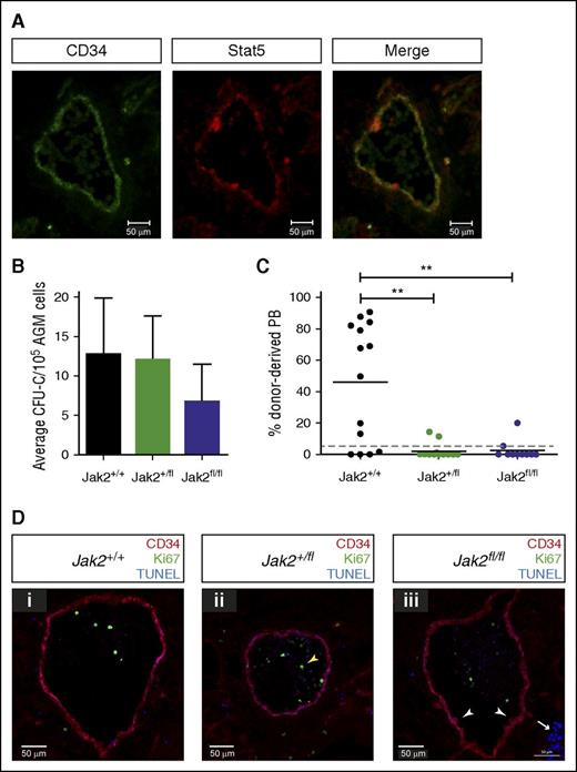 Figure 5. Jak2 signaling is required for HSC production in the AGM. (A) Cryosections (10 μM) were prepared from E11.5 embryos and stained with antibodies against CD34 and total Stat5 as indicated (ventral down). Pictures were taken with a Zeiss AxioSkop2 wide-field microscope (objective 20×/045 NA) fitted with a Zeiss AxioCam MRc5, and images were analyzed with the Zeiss AxioVision software. (B) E11.5 AGM cells from embryos with the indicated genotypes were directly plated in methylcellulose, and colonies were counted 7 days later. n = 3 for Jak2+/+; n = 4 for Jak2+/fl; n = 3 for Jak2fl/fl. (C) E11.5 AGM cells from embryos with the indicated genotypes were directly transplanted as 1 embryo equivalent, and donor cell contribution to the peripheral blood of the recipients was determined at 4 months. Dotted line represents 5% threshold. Fourteen recipients for Jak2+/+; 13 recipients for Jak2+/fl; 10 recipients for Jak2fl/fl. **P < .01. (D) Cryosections (10 μM) were prepared from (i) E11.5 Jak2+/+, (ii) Jak2+/fl, and (iii) Jak2fl/fl embryos and stained with antibodies against CD34 and Ki67, together with TUNEL staining as indicated (ventral down). n = 2 for each genotype; 16 to 21 sections were analyzed per genotype. Pictures were taken with a Zeiss Axio Imager Microscope (objective 40×) fitted with a Hammatsu Flash 4 V2 sCMOS camera, and images were analyzed with the Zen software.