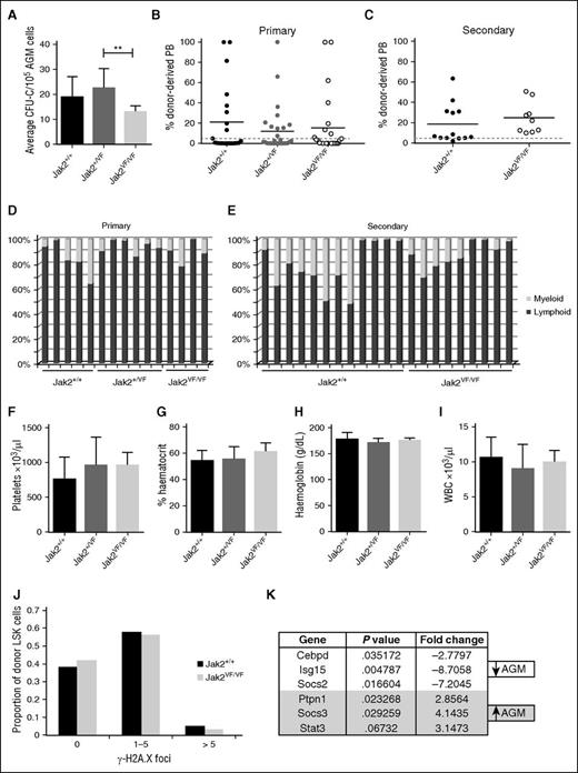 Figure 6. AGM HSCs are unaffected by the JAK2V617F mutation. (A) E11.5 AGM cells from embryos with the indicated genotypes were directly plated in methylcellulose, and colonies were counted 7 days later. n = 5 for Jak2+/+; n = 9 for Jak2+/VF; n = 4 for Jak2VF/VF. **P < .01. (B) E11.5 AGM cells from embryos with the indicated genotypes were directly transplanted as 1 embryo equivalent, and donor cell contribution to the peripheral blood of the recipients was determined at 4 months. Dotted line represents 5% threshold. Twenty-one recipients for Jak2+/+; 28 recipients for Jak2+/VF; 24 recipients for Jak2VF/VF. (C) Secondary transplants were performed with total BM cells from 3 primary recipients of Jak2+/+ AGM cells and 2 primary recipients of Jak2VF/VF AGM cells. Two to 3 million total BM cells were injected per secondary recipient with the amount adjusted to the repopulation levels in the primary recipient. Donor cell contribution to the peripheral blood was determined at 4 months after transplantation. Dotted line represents 5% threshold. Thirteen recipients for Jak2+/+; 9 recipients for Jak2VF/VF. Donor contribution within individual (D) primary and (E) secondary recipients was analyzed with respect to myeloid and lymphoid proportion. (F-I) Blood counts were performed on primary recipients at 4 months after transplantation. Error bars indicate standard deviation. (J) Donor LSK cells were sorted from secondary recipients of Jak2+/+ and Jak2VF/VF AGMs and stained for γ-H2A.X foci. The number of foci were counted in 200 to 300 cells per genotype. n = 2. (K) cDNA was prepared from sorted wild-type AGM HSCs (ckit+CD34+CD45+) and wild-type BM HSCs (CD45+CD48−CD150+EPCR+) and analyzed for the expression of Jak-Stat pathway components using the Qiagen Jak/Stat Signaling Pathway RT2 Profiler PCR Array. Differentially expressed genes with P < .05 and a fold change >2 are shown. n = 3.