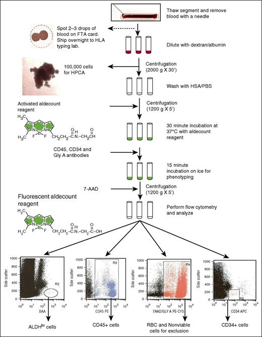 Figure 1. Flowchart of the ALDH potency assay performed on attached segments of CBUs requested for CT for donor selection. 7-AAD, 7-aminoactinomycin D; FTA, Fast Technology Analysis; GlyA, glycophorin A; HSA/PBS, human serum albumin/phosphate-buffered saline; HPCA, hematopoietic progenitor cell assay.