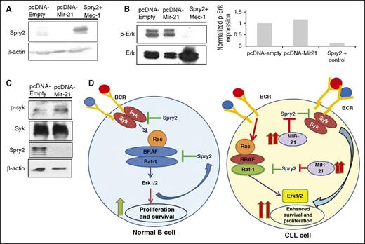 Figure 7. miR-21 targets SPRY2 in human CLL cells to activate BCR-mediated MAPK-Erk signaling. (A) Scanned western blot showing SPRY2 protein levels in miR-21–overexpressing CLL cells; β-actin was used as loading control. (B) Protein levels of p-Erk and Erk in miR-21–overexpressing cells, and densitometric measurements showing elevated levels of p-Erk in miR-21–overexpressing CLL cells. (C) Scanned western blot showing the protein levels of p-Syk, Syk, and SPRY2 in miR-21–overexpressing Mec-1 CLL cells. (D) In the case of nB cells (left), BCR stimulation leads to activation of MAPK-Erk signaling, which results in their proliferation and survival. As a homeostasis response, SPRY2 gets induced to regulate signaling in activated B cells. Whereas in the case of CLL cells (right), elevated levels of miR-21 leads to decreased SPRY2, which results in constitutive activation of BCR and MAPK-Erk signaling. This in turn increases the proliferation and survival of CLL cells.