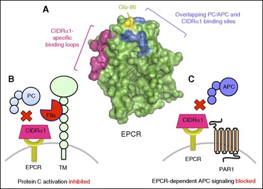 Figure 3. EPCR-binding PfEMP subtypes use CIDRα1 domains with overlapping EPCR-binding sites to protein C/APC to restrict protein C pathway function. (A) PfEMP subtypes expressing domain cassettes DC8 and DC13 that include CIDRα1.1 and CIDRα1.4-1.8 domains bind EPCR with high affinity. EPCR-binding CIDRα1 domains appear to use a similar binding mechanism and binding site to that of protein C/APC (blue). As CIDRα1 domains are significantly larger than the EPCR-binding region of protein C/APC, EPCR-binding CIDRα1 domains make additional extended contacts with EPCR via loops containing amino acid residues 22 to 25 and 44 to 47 (pink). However, despite the significant overlap, amino acid residues that include Glu-86 (yellow) have been identified that are crucial for protein C/APC binding, but not PfEMP1. Accordingly, recombinant variants of sEPCR in which Glu-86 has been substituted have been proposed as a potential therapeutic strategy to competitively impede EPCR-binding PfEMP subtypes enabling IE cytoadherence to the vasculature, preventing blockade of EPCR-dependent protein C activation (B) and PAR1 cytoprotective signaling by APC (C).