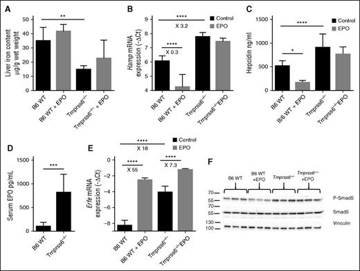 Figure 1. Tmprss6−/− mice sense anemia but do not respond to EPO. C57BL/6 WT or Tmprss6 KO mice were non-injected or injected with EPO (5 to 8 mice per group) and were addressed 15 hours later for (A) liver non-heme iron content; (B) liver Hamp mRNA expression; (C) serum hepcidin levels; (D) serum Epo levels; (E) BM Erfe mRNA expression; and (F) liver pSmad-5 relative to total Smad5 protein. Results are expressed as mean ± SD and compared by Student t tests (A,D) or by ANOVA followed by Sidak’s multiple comparison tests. ****P < .0001; ***P < .001; **P < .01; *P < .05. Point estimates of the fold changes in gene expression (2−ΔΔCt) are shown on the graphs.