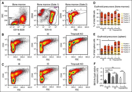 Figure 3. Flow cytometry analysis of BM erythropoiesis and ERFE expression. (A) Identification of clusters of BM erythroid precursors in WT littermates. (Left) Identification of SSC low CD11b− and B220− cells (gate 1). (Middle) Recognition of erythroid precursors (TER119+ cells, gate 2) inside the population identified in gate 1. (Right) Density plot of CD44 vs FSC of cells identified in gate 2 showing naturally occurring clusters of erythroid precursors at progressive maturation stages (fractions I-V). (B) Density plots of TER119+ cells in WT littermates fed the IB or ID diet and in Tmprss6 KO mice on a mixed genetic background showing representative distribution of erythroid precursors. (C) Density plots showing representative distribution of TER119+ cells after treatment with EPO for 15 hours. (D) Quantification of BM erythroid fractions I-V with respect of total BM cells. (E) Quantification of spleen erythroid fractions I-V identified as in (A) on total spleen cells. Quantification was performed on samples from at least 6 mice for every condition. Each erythroid fraction is calculated as a percentage of total BM or spleen cells. Quantitative variations of each erythroid fraction among different mice groups are listed in supplemental Tables 1-4. (F) Tmprss6 KO animals, on a mixed genetic background, were analyzed in comparison with control littermates fed an IB or an ID diet for 3 weeks. Erfe expression was analyzed by qRT-PCR in BM derived cells from 6 to 3 mice per group. mRNA expression was normalized relative to the erythroid marker GypA. Error bars indicate ± SEM. *P < .05; **P < .01; ***P < .001. FSC, forward side scatter; ns, nonsignificant; SSC, side scatter.