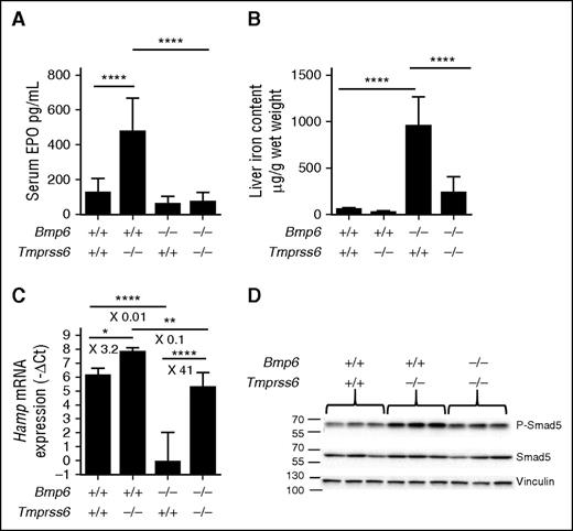 Figure 5. Bmp6−/−-Tmprss6−/− mice are neither anemic nor iron overloaded. F2 littermate mice (CD1-C57BL/6 mixed background) of the different genotypes (5 to 9 mice per group) were analyzed for (A) serum EPO level; (B) liver non-heme iron content; (C) liver Hamp mRNA expression; and (D) liver pSmad-5 relative to total Smad5 protein. Results are expressed as mean ± SD and compared by ANOVA followed by Sidak’s multiple comparison tests. ****P < .0001; **P < .01; *P < .05. Point estimates of the fold changes in gene expression (2-ΔΔCt) are shown on the graphs.