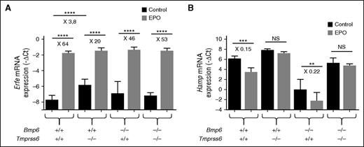 Figure 6. Despite normal Bmp-Smad signaling in Bmp6−/−-Tmprss6−/− mice, hepcidin is not repressed in response to EPO. F2 littermates mice (CD1-C57BL/6 mixed background) of the different genotypes (5 to 9 mice per group) were injected or not with EPO and analyzed 15 hours later for (A) BM Erfe mRNA expression; and (B) liver Hamp mRNA expression. Results are expressed as mean ± SD and compared by ANOVA followed by Sidak’s multiple comparison tests. ****P < .0001; ***P < .001; **P < .01. Point estimates of the fold changes in gene expression (2-ΔΔCt) are shown on the graphs. NS, non-significant.